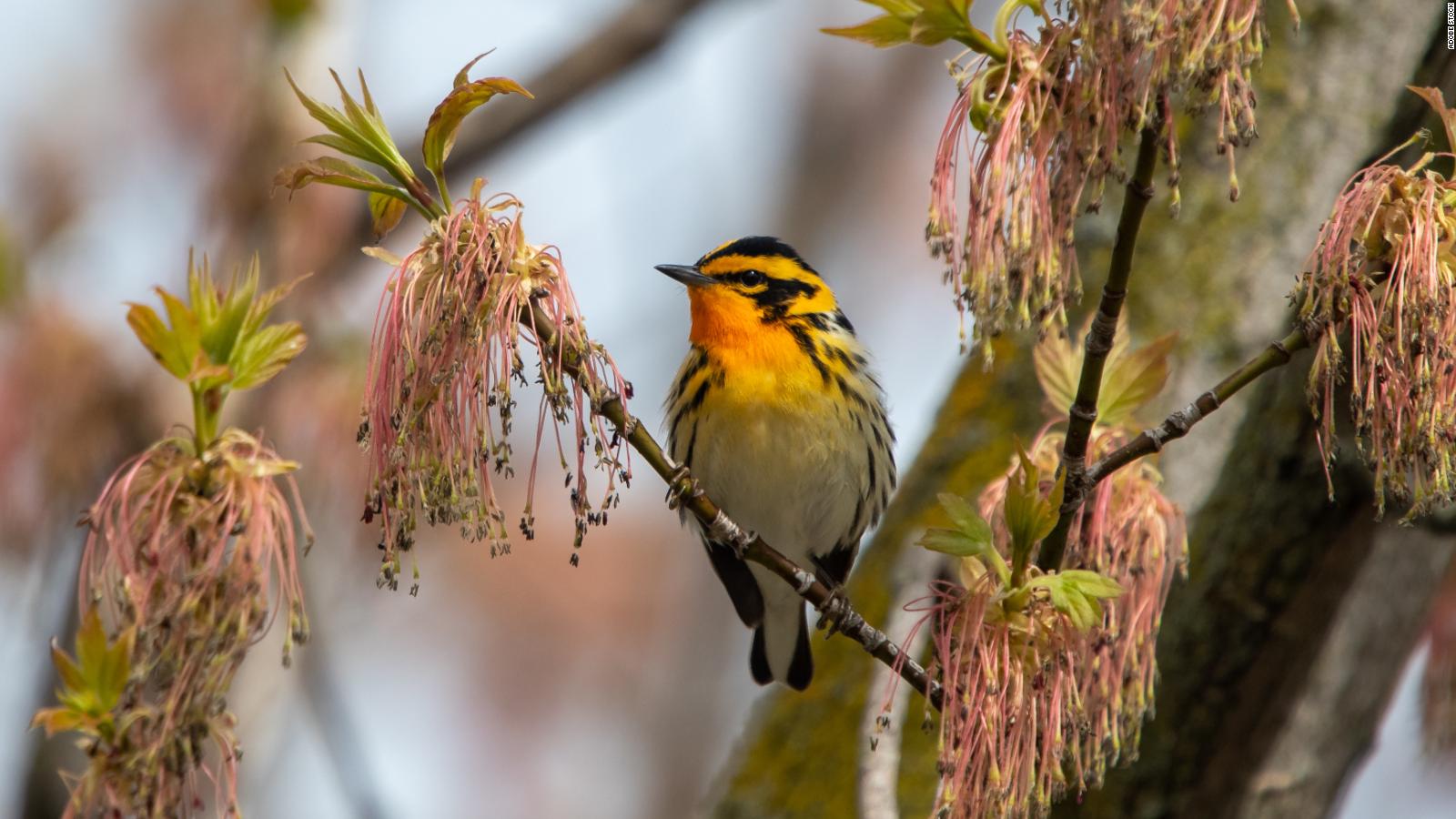 Birds with bigger brains may cope with climate crisis better, study ...