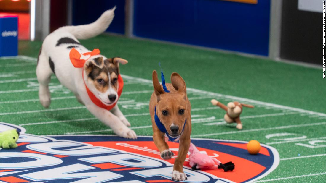 'Puppy Bowl' teams are ready to paw-ty. Here are all the details
