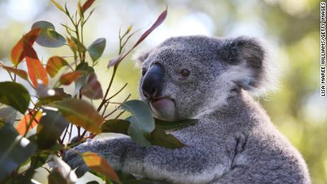Avustralya, koalaların artık iki eyalette nesli tükenmekte olan bir tür olduğunu söylüyor