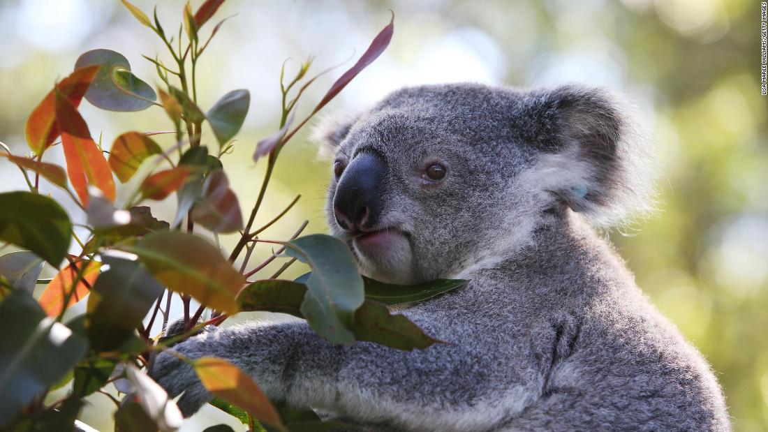 Australia says koalas are now an endangered species in two states | CNN