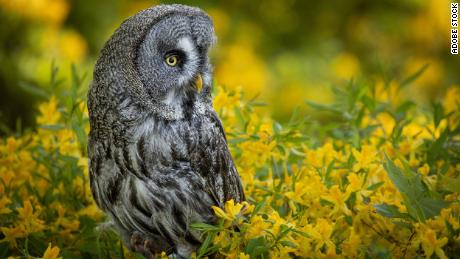 The great gray owl eschews the traditional hoots in favor of a low-pitched hoot.