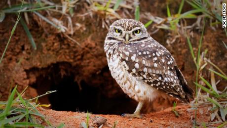 The burrowing owl marches to the beat of their own drum. 