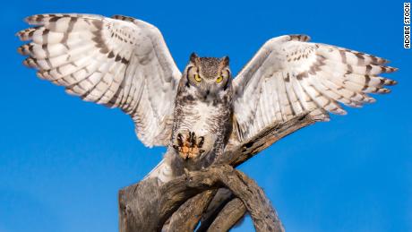 When you think of an owl with bright eyes and an impressive face, you&#39;re likely thinking of the great horned owl. 