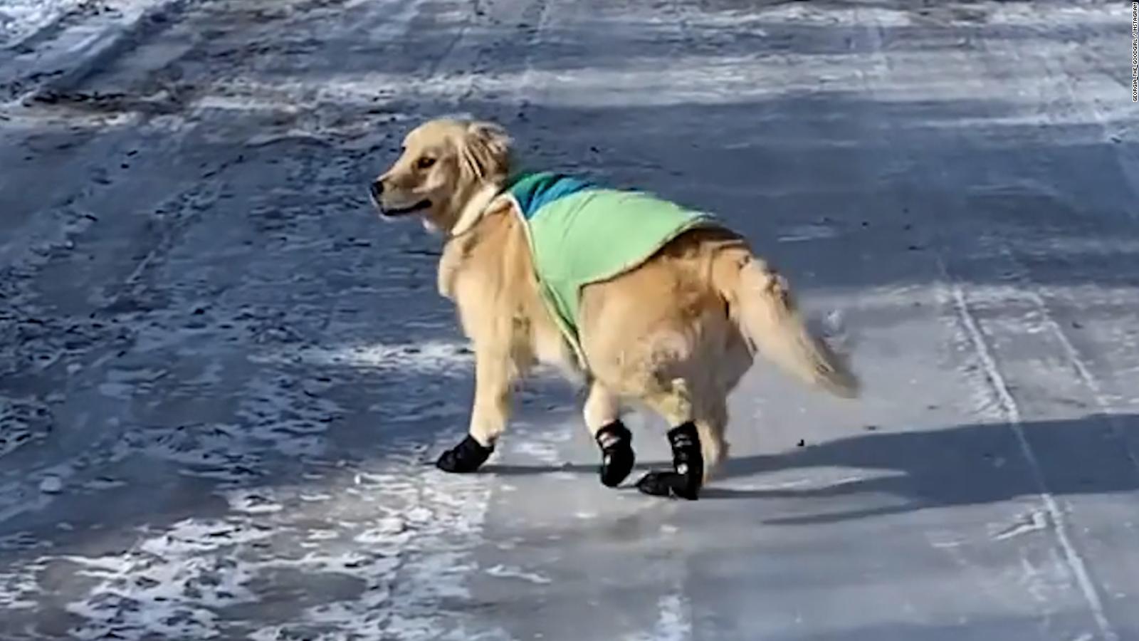 do-dogs-need-boots-a-k9-avalanche-rescue-trainer-weighs-in-cnn-video