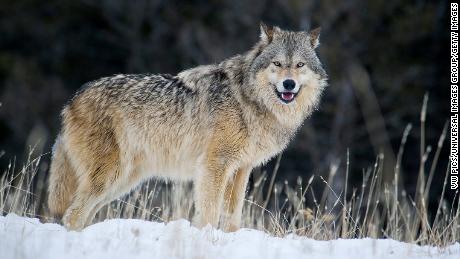 Male Gray Wolf (Canis lupus)