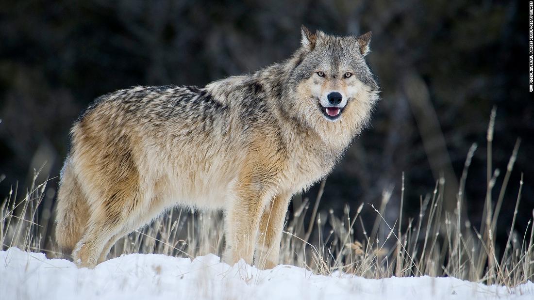 Gray wolves are relisted in Endangered Species Act - CNN