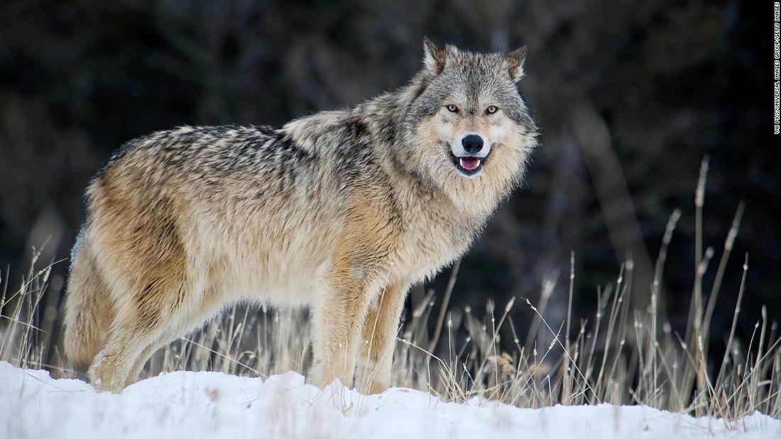 Gray wolves are relisted in Endangered Species Act CNN