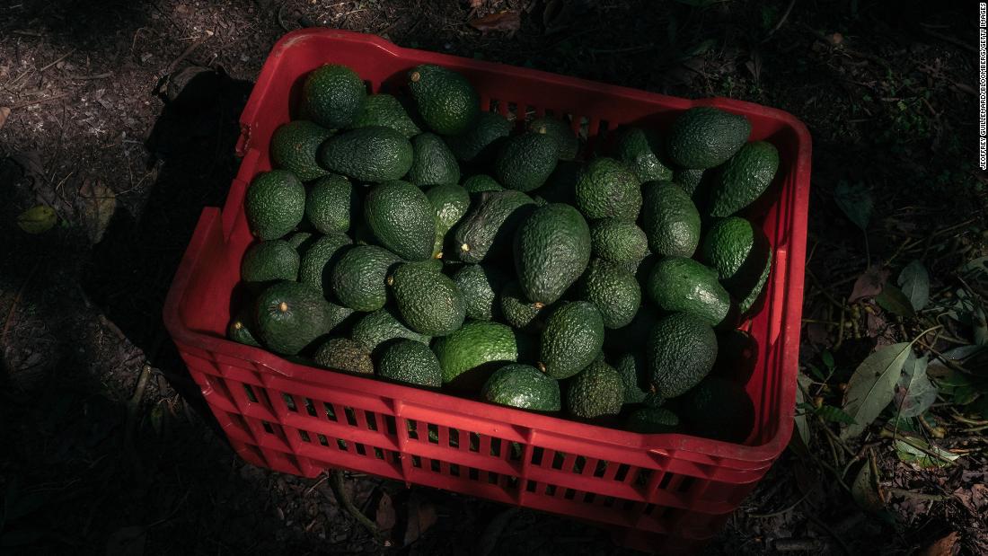 US suspends avocado imports from Mexico after threat to US inspector – CNN