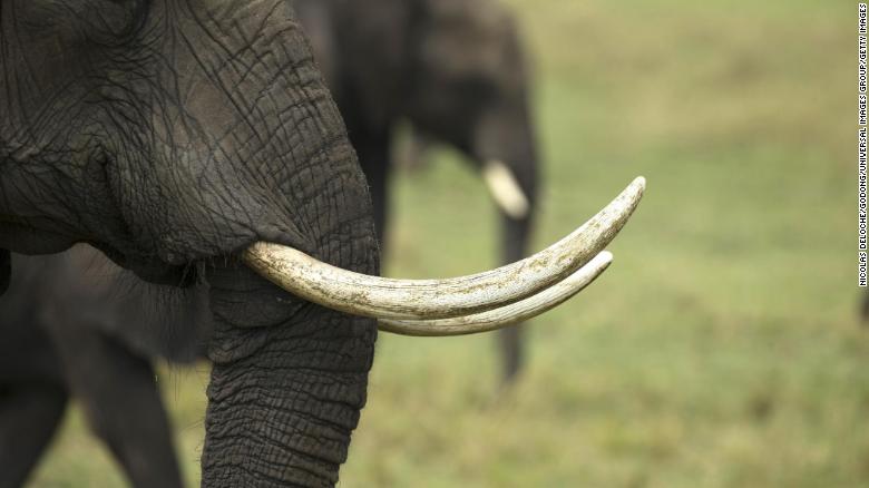 Tracing DNA of related elephants reveals illegal ivory trafficking networks