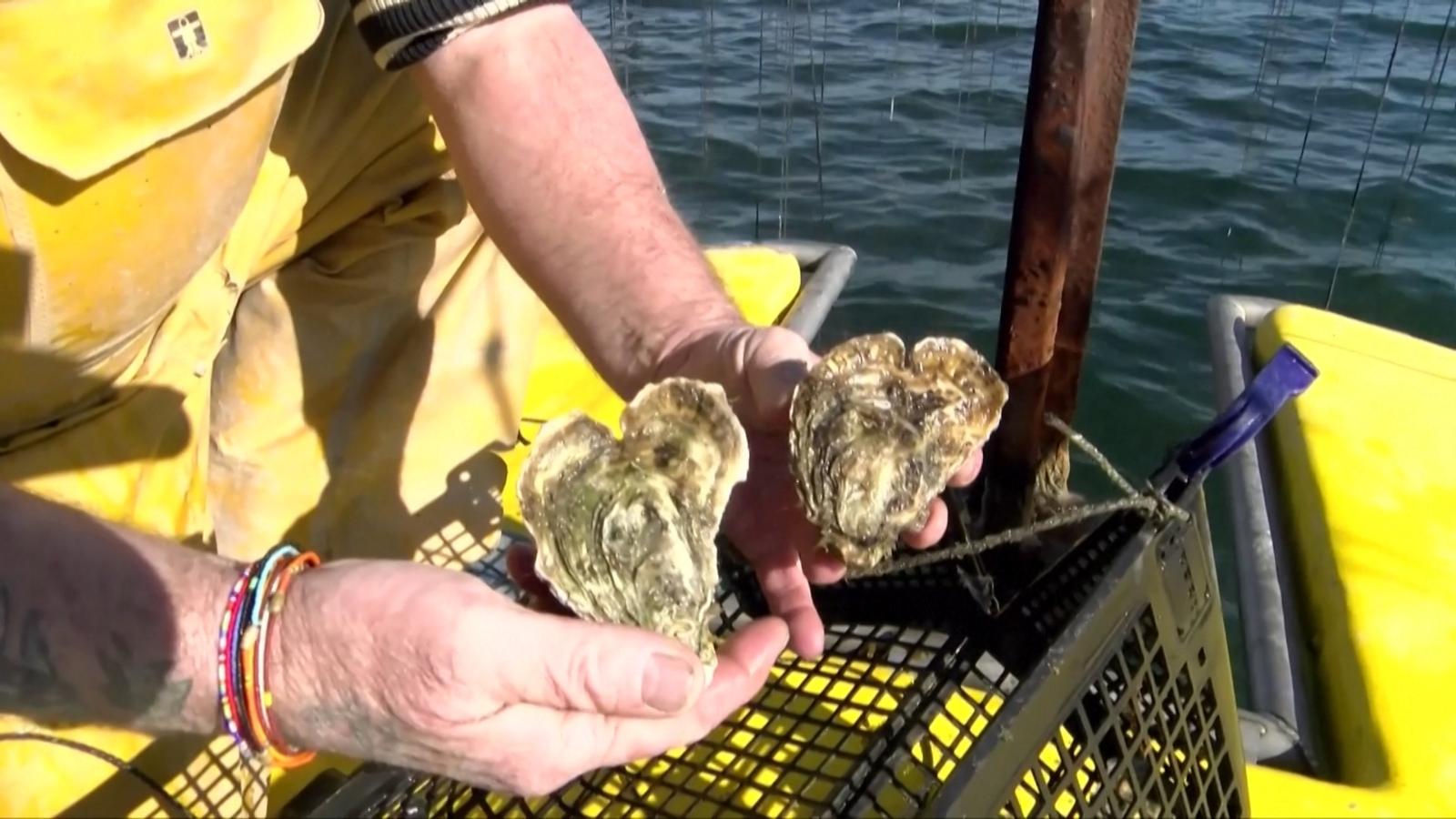 Video see heartshaped oysters farmed for Valentine