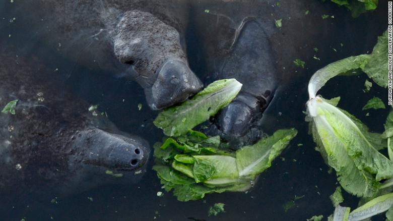 Florida wildlife officials are distributing 3,000 pounds of lettuce a day to save starving manatees