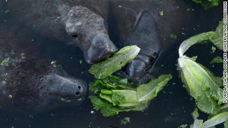 Florida manatees eat lettuce that&#39;s been distributed by wildlife officials.