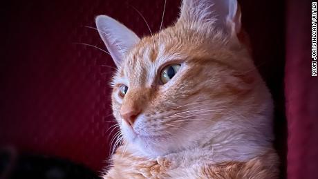 How a beloved orange tabby cat became a voice for America's union workers