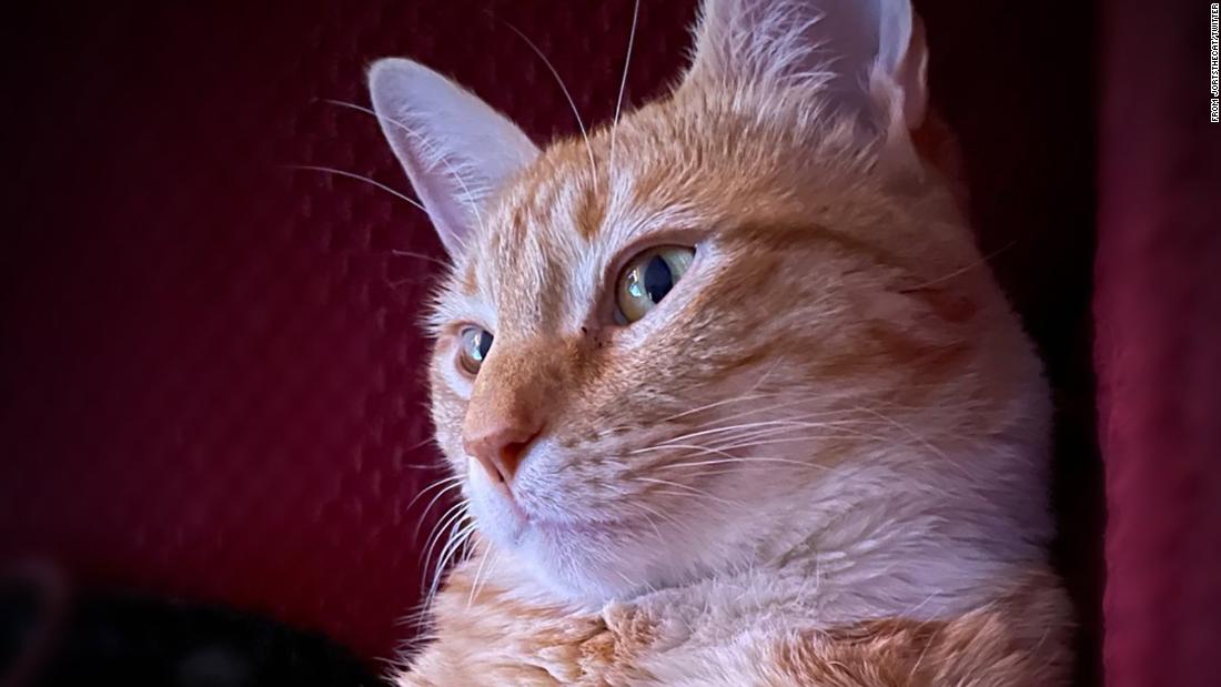 orange male tabby cat