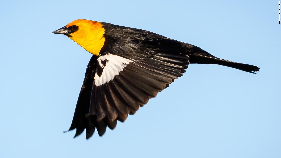 A predator could have sent hundreds of blackbirds crashing to their death in Mexico