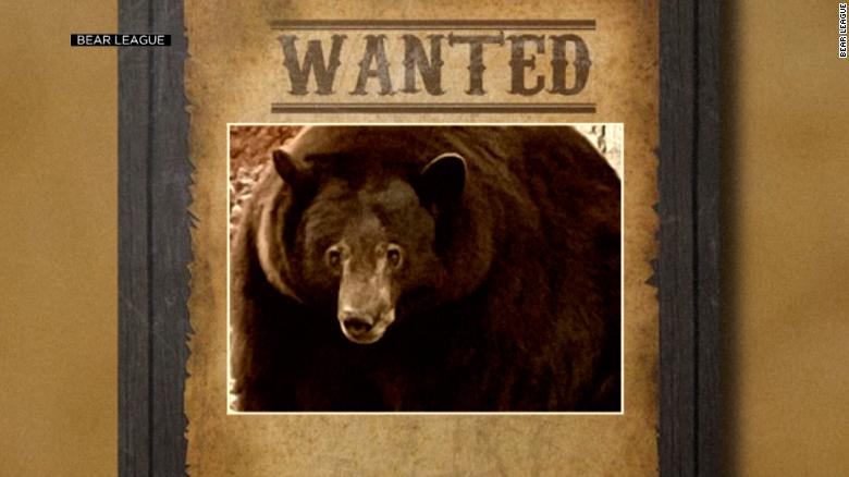 Wanted: A 500-pound black bear that has broken into nearly 30 California homes