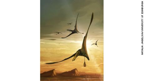 O ilustrație ilustrează pterozaurul, care avea o anvergură a aripilor de peste 2,5 metri (8,2 ft). 