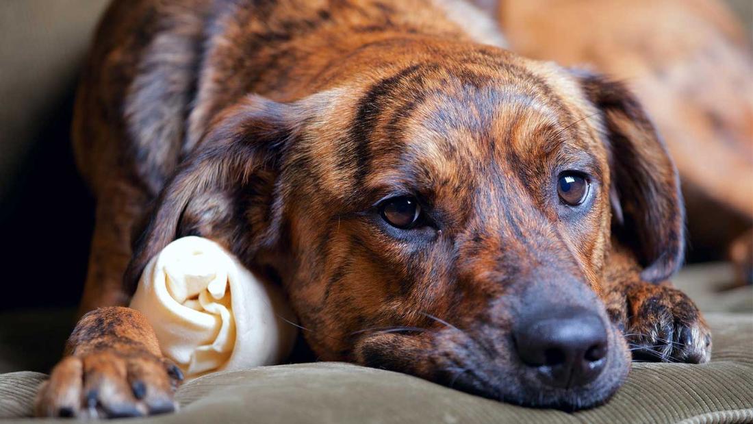 The Single Difference Between a Healthy and Unhealthy Dog