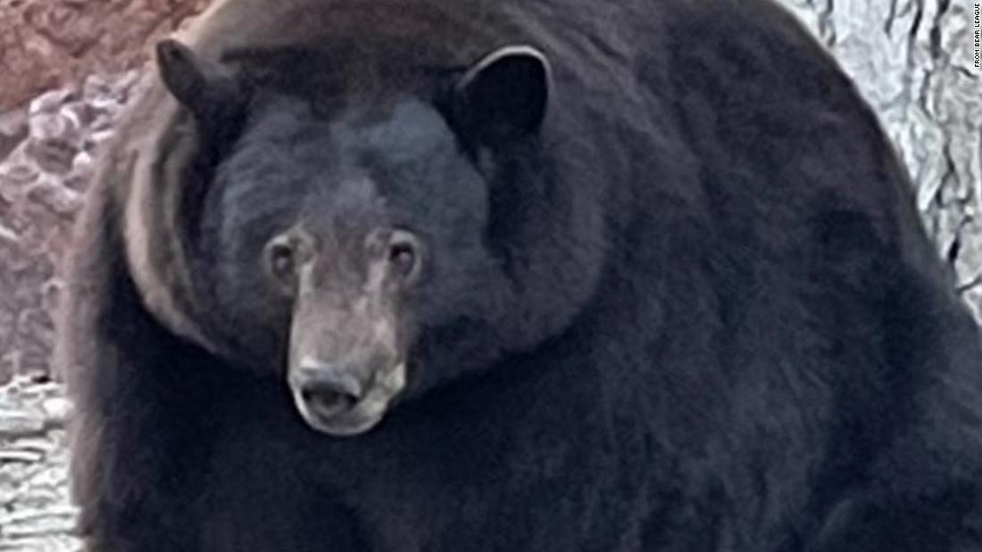 'Hank the Tank,' a 500-pound bear, has broken into two more California homes, police say