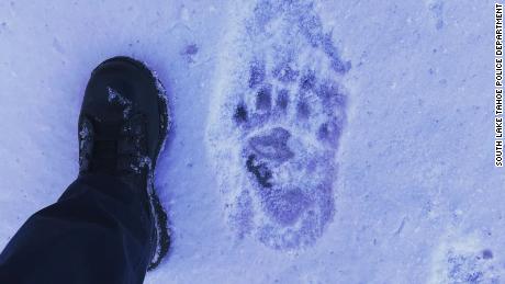 A South Lake Tahoe police officer&#39;s foot next to Hank&#39;s footprint shows the bear&#39;s large size.