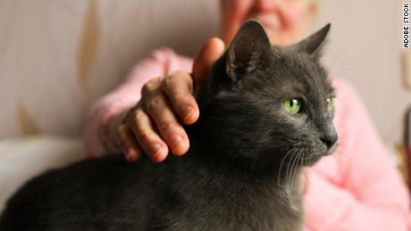 Pets can boost your brain power, study finds