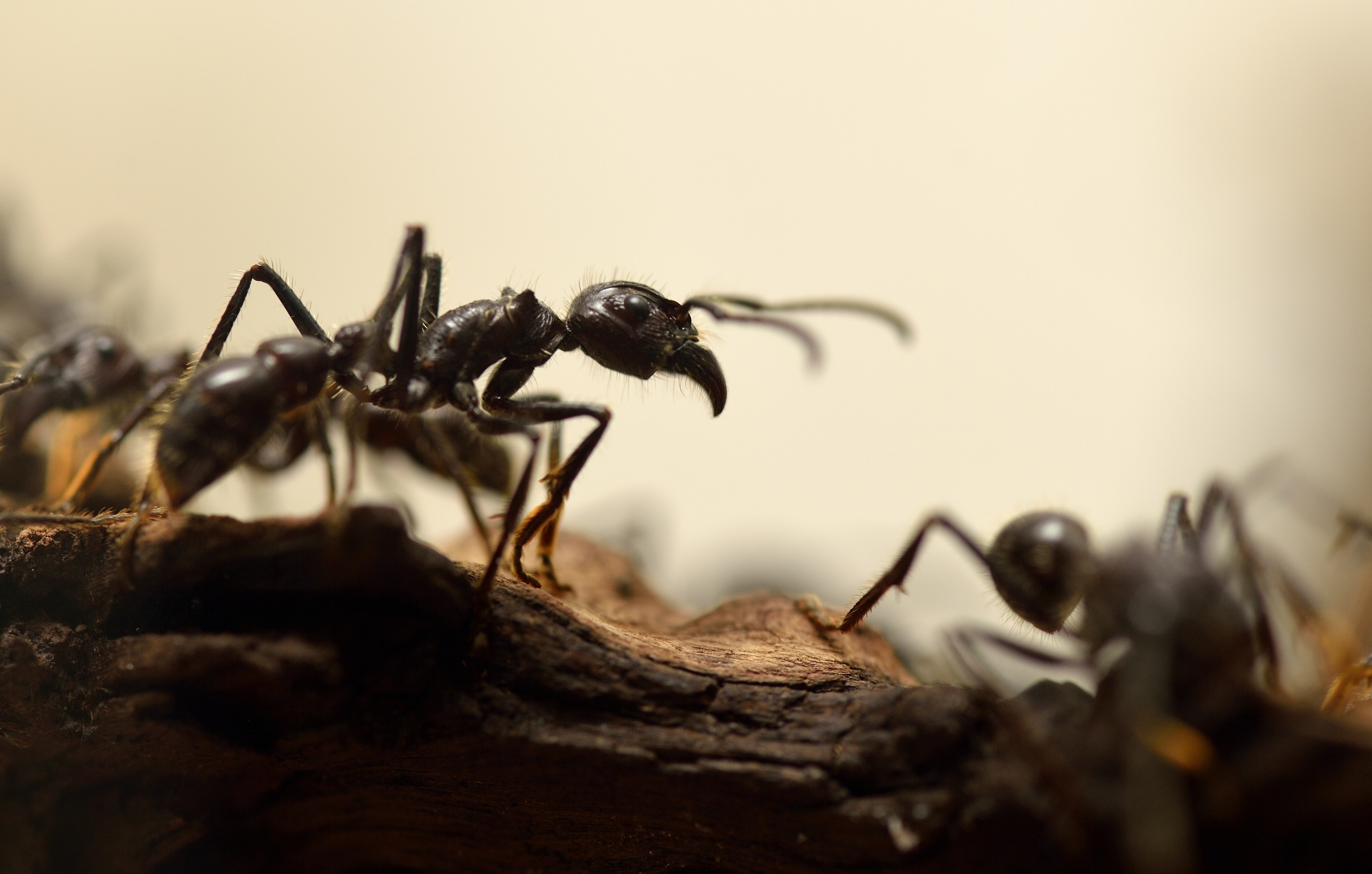Hormigas Educativas de Viviendas de Insectos y Hormigas Hormigas de Ciencias Naturales Estudiando Más Antchuni Classicbuy Nido de Hormigas 