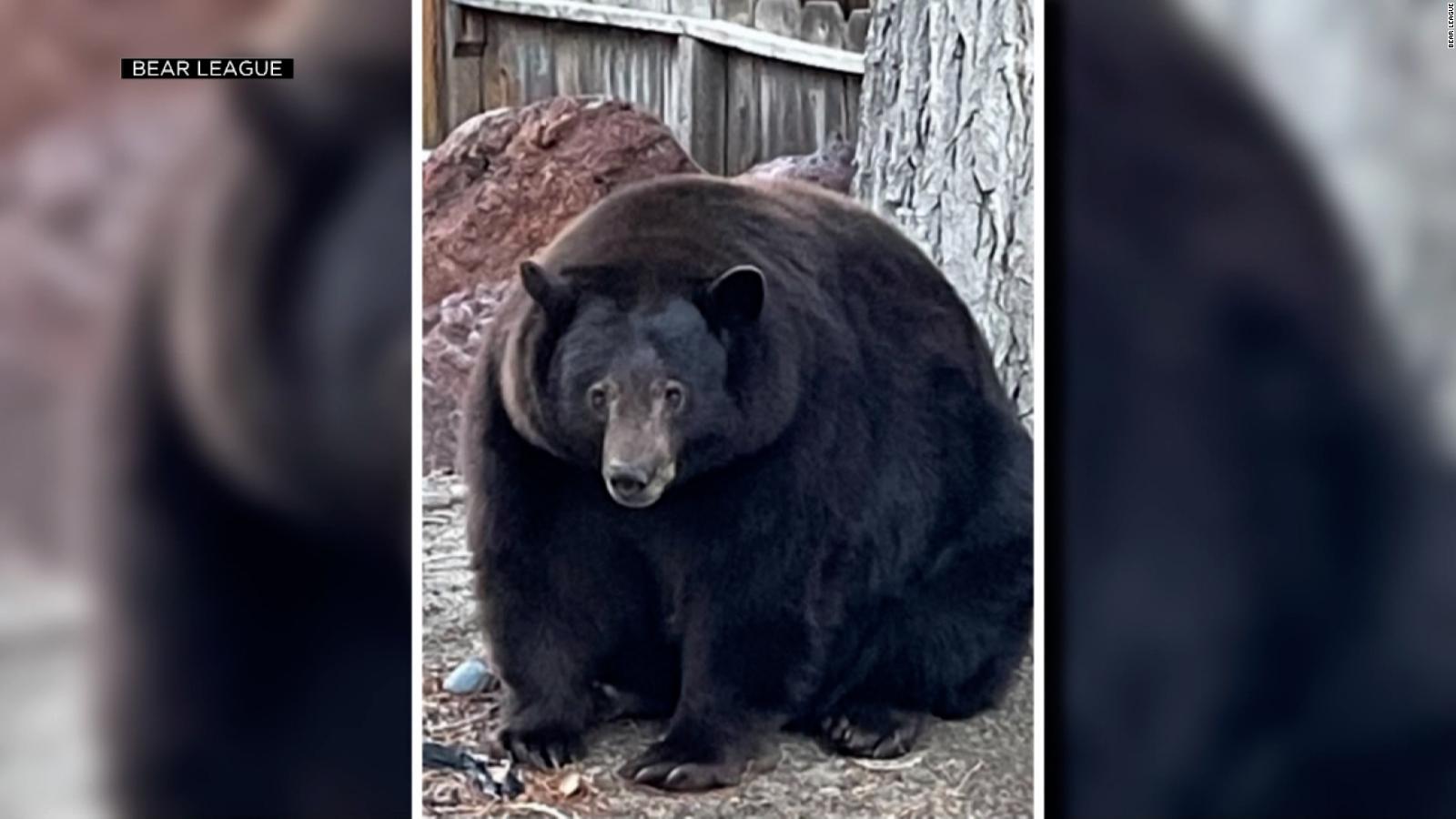 Hank the Tank, a 500-pound bear, was blamed for Lake Tahoe break-ins