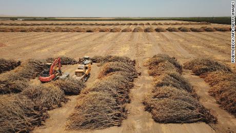 جولائی 2021 میں ہورون، کیلیفورنیا میں، ایک کسان کی طرف سے آبپاشی کے لیے پانی کی کمی کی وجہ سے مردہ بادام کے درخت کھلے میدان میں پڑے ہیں۔ مصنفین کا کہنا ہے کہ خشک سالی نے بادام کی افزائش کے لیے موافقت پر سخت حد لگا دی ہے۔