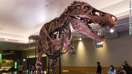 The fossil skeleton of famous &quot;Sue&quot; the T. rex is shown at Chicago&#39;s Field Museum. The fossil is named after collector Sue Hendrickson, who discovered it in 1990.