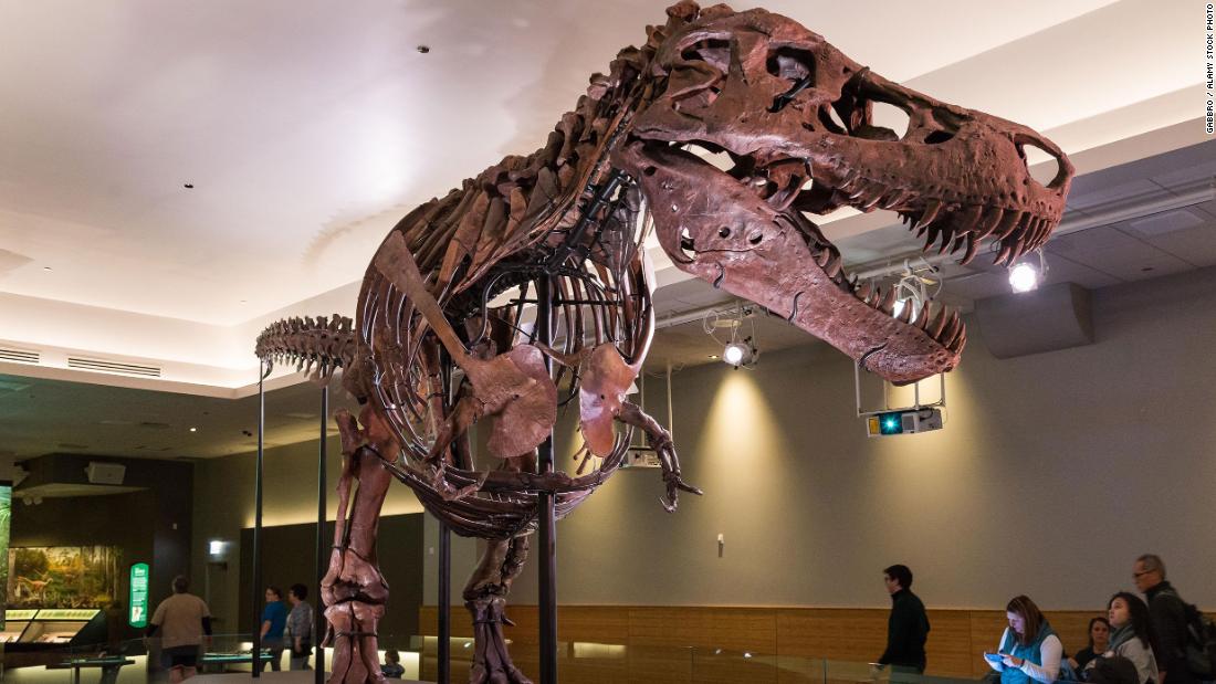 T. rex may have had 2 equally terrifying sibling species, new research suggests