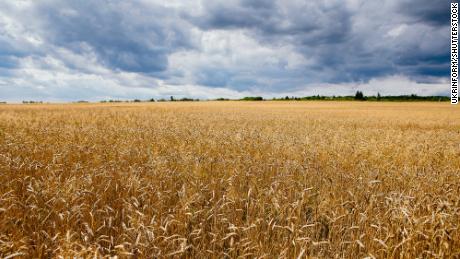 Wheat grows in a field near Uzhhorod, in the Zakarpattia region of Western Ukraine, in July 2020.