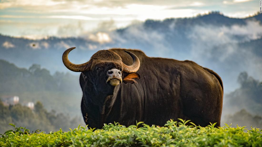 In 2001, an Indian gaur, a humpbacked Asian wild ox, was born, &lt;a href=&quot;https://embryo.asu.edu/pages/first-successful-cloning-gaur-2000-advanced-cell-technology&quot; target=&quot;_blank&quot;&gt;cloned using genetic material from the Frozen Zoo&lt;/a&gt; and gestated in a domestic cow. Sadly, it &lt;a href=&quot;https://embryo.asu.edu/pages/first-successful-cloning-gaur-2000-advanced-cell-technology&quot; target=&quot;_blank&quot;&gt;contracted dysentery and died&lt;/a&gt; two days after birth.