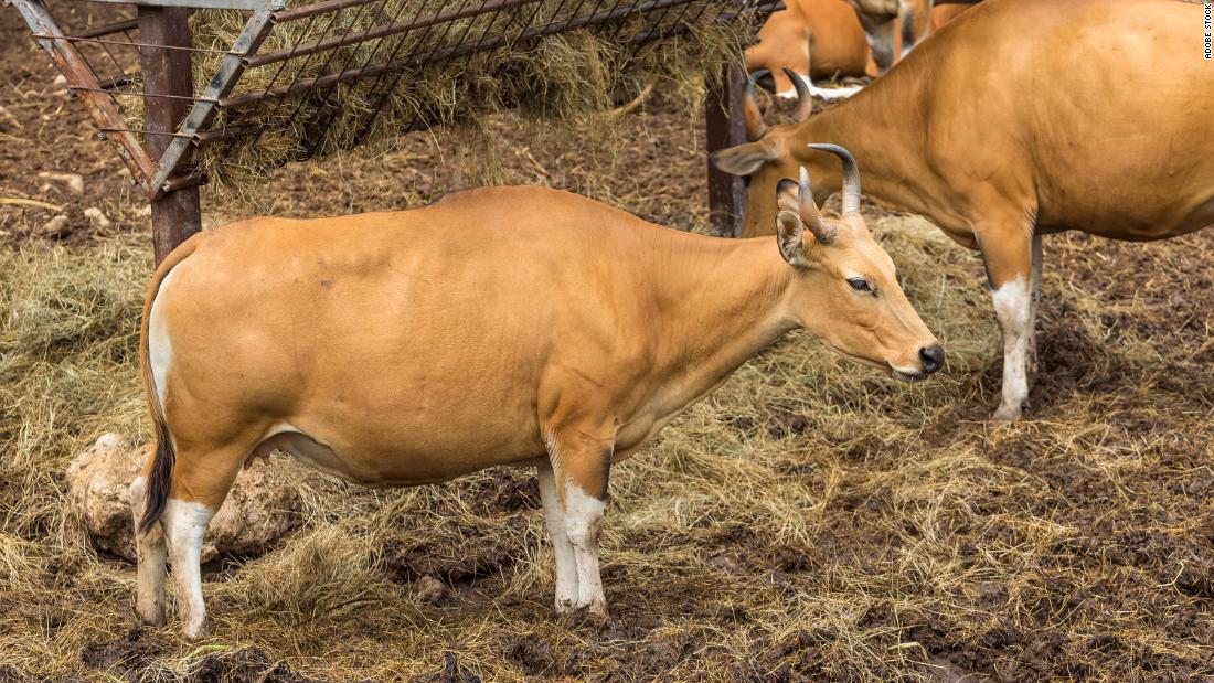 In 2003, the banteng, a species of wild cattle found in Southeast Asia, became &lt;a href=&quot;https://www.science.org/content/article/banteng-cloned&quot; target=&quot;_blank&quot;&gt;the second endangered species to be cloned&lt;/a&gt;. The procedure used cells from the Frozen Zoo, and the male, named Jahava, survived for &lt;a href=&quot;https://www.bbc.com/future/article/20180328-the-increasingly-realistic-prospect-of-extinct-animal-zoos&quot; target=&quot;_blank&quot;&gt;seven years at San Diego Zoo&lt;/a&gt;.