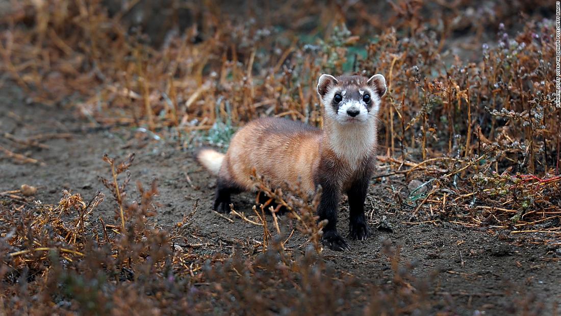 The black-footed ferret was thought to be extinct in the wild until a small population was &lt;a href=&quot;https://science.sandiegozoo.org/species/black-footed-ferret&quot; target=&quot;_blank&quot;&gt;rediscovered in Wyoming&lt;/a&gt; in 1981 -- but it was decimated by disease. A clone named Elizabeth Ann was &lt;a href=&quot;https://www.reuters.com/article/us-usa-ferret-clone-idUSKBN2AJ23Z&quot; target=&quot;_blank&quot;&gt;born in 2020&lt;/a&gt; thanks to the genetic material of a ferret that had been kept in storage at the Frozen Zoo since 1988, &lt;a href=&quot;https://www.reuters.com/article/us-usa-ferret-clone-idUSKBN2AJ23Z&quot; target=&quot;_blank&quot;&gt;the first time&lt;/a&gt; a native endangered species had been cloned in the US. It&#39;s hoped that cloning can help restore genetic variation into the surviving population.