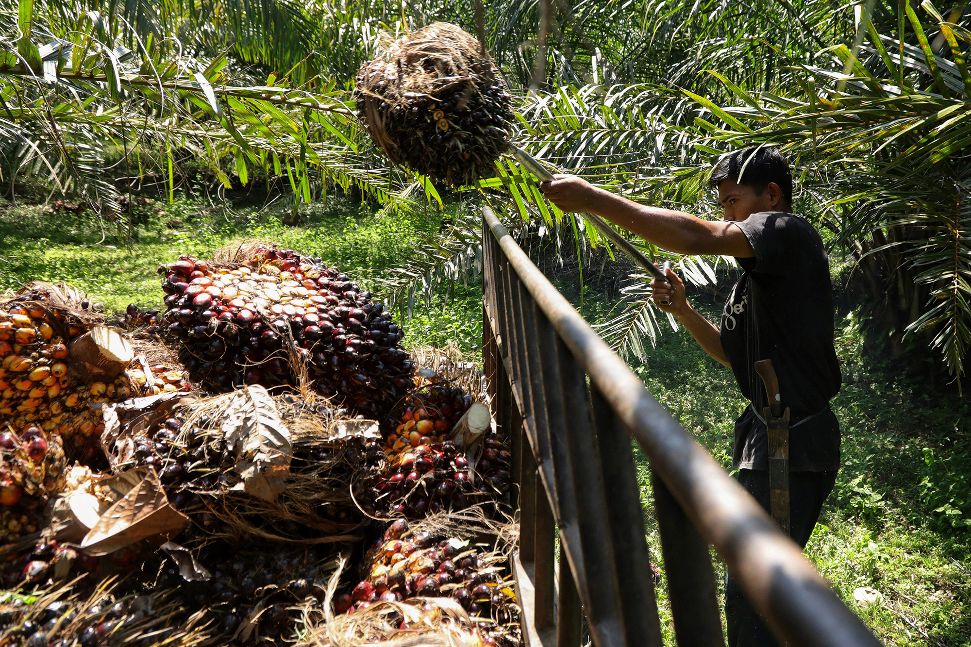 Oil palm What is
