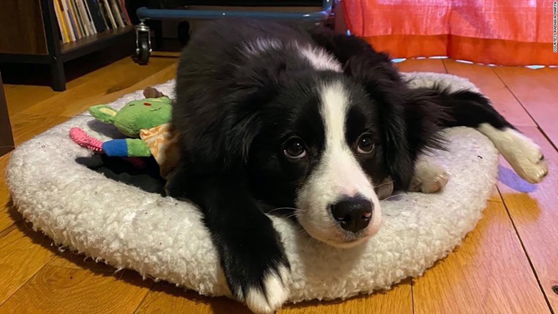 Gizmo, a 6-month-old mini-Australian shepherd, is a &quot;total chaos agent, but we love him,&quot; his mom said. &quot;He does goofy things like hide behind the curtains. He&#39;s definitely helped with stress relief.&quot; Even if she does get mad at him, &quot;he just makes me laugh a lot.&quot;