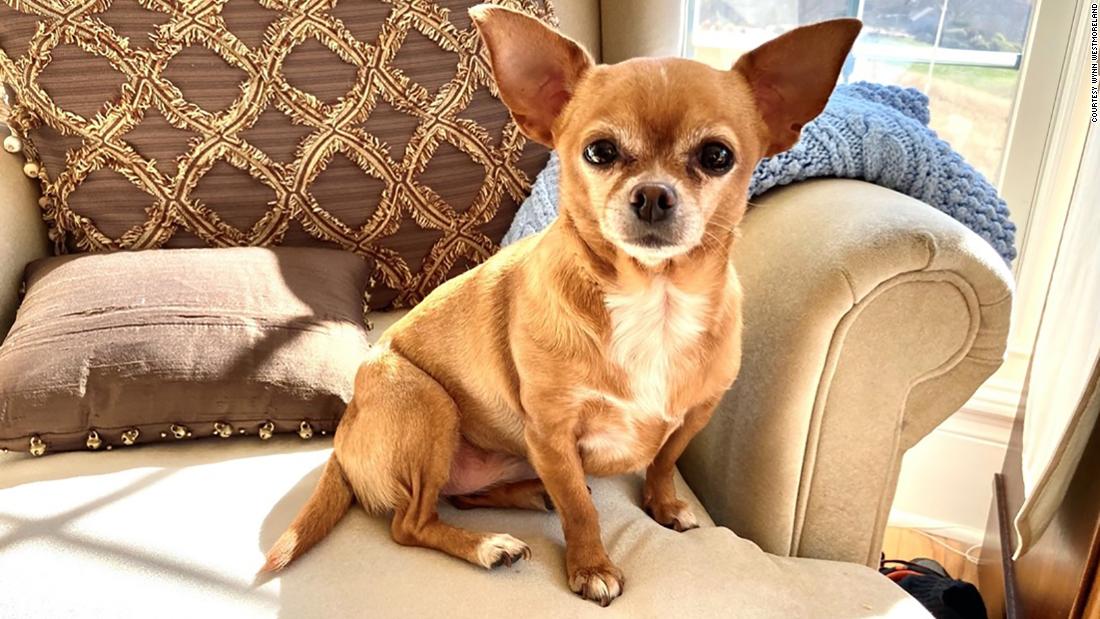 Roo, a Chihuahua rescue, was an amazing comfort for her mom when she &quot;was hospitalized for seven days with Covid and on oxygen for 60. I could not walk or talk afterwards, and the best part was when I was able to see her again.&quot;