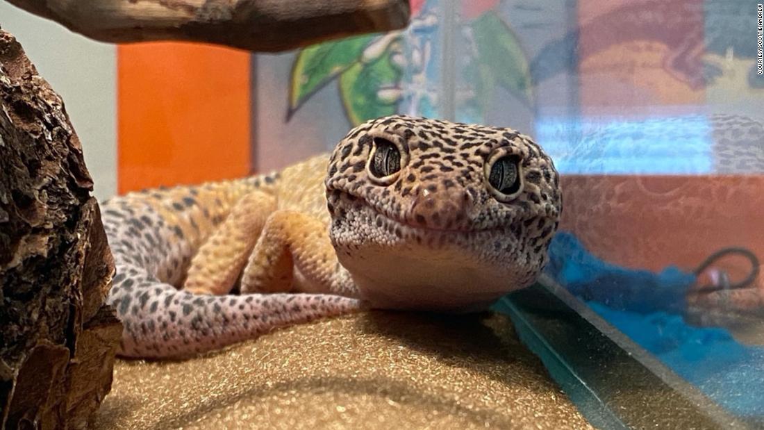Not all pandemic pets are furry. Pippy the gecko&#39;s cute face helps her owner when she&#39;s &quot;feeling overwhelmed -- he doesn&#39;t play much, and he sleeps about 23 hours a day, but having him near me (and snuggling him on occasion, when he&#39;ll let me) brings me some peace.&quot;