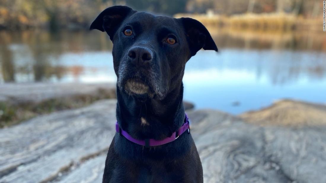 Lily is 5- or 6-year old pitador who may at times have a &quot;resting beast face but she is the glue that keeps us sane,&quot; said her mom. Her 11-year-old human brother said, &quot;When I was sad during the pandemic, she made me feel better and gave me lots of kisses.&quot;