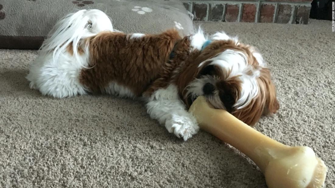 Penny, a 3-year-old Shih Tzu, never fails to bring a smile to her pet parent&#39;s face when she claims every toy as her own, including a husky&#39;s extra large bone.