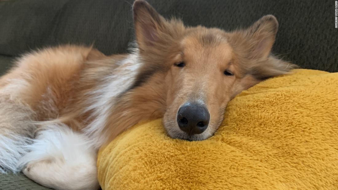 Phoenix, a rough collie who will be 2 in May, helped his pet parents during the pandemic by &quot;forcing us to go out when we&#39;re in front of our computers all day.&quot; He&#39;s also so calm that it&#39;s &quot;hard to freak out about anything around him. He teaches me that it&#39;s OK to take a pause.&quot;