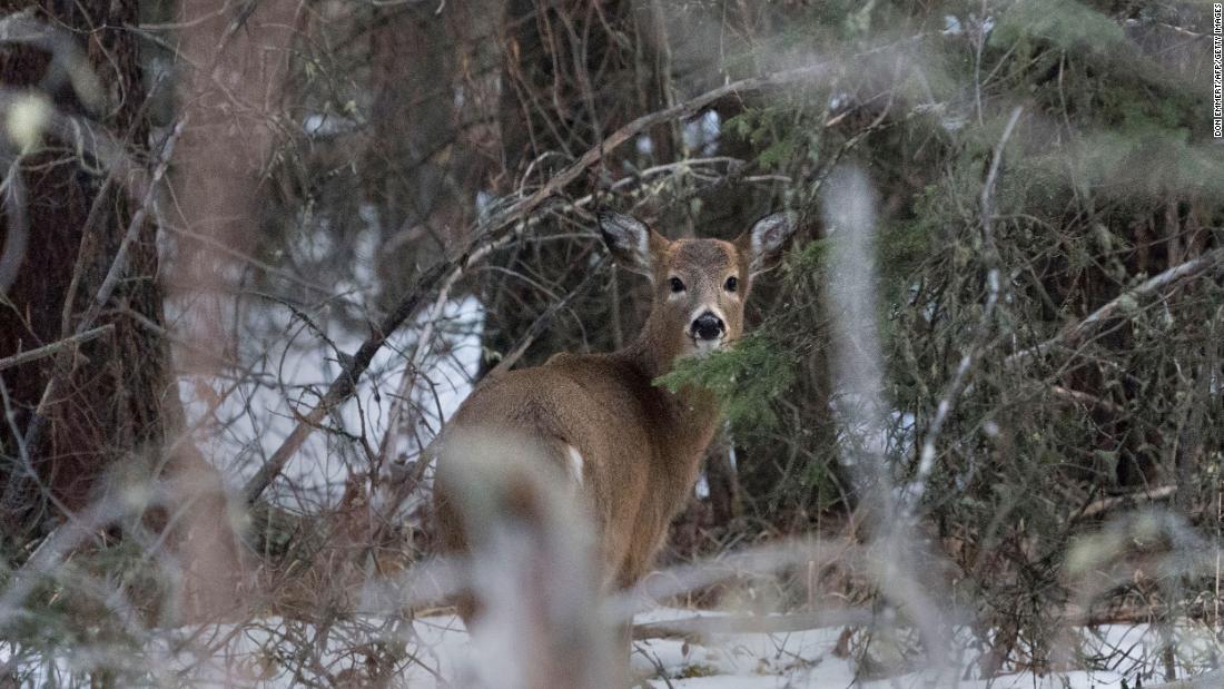 A highly changed coronavirus variant was found in deer after nearly a year in hiding, researchers suggest