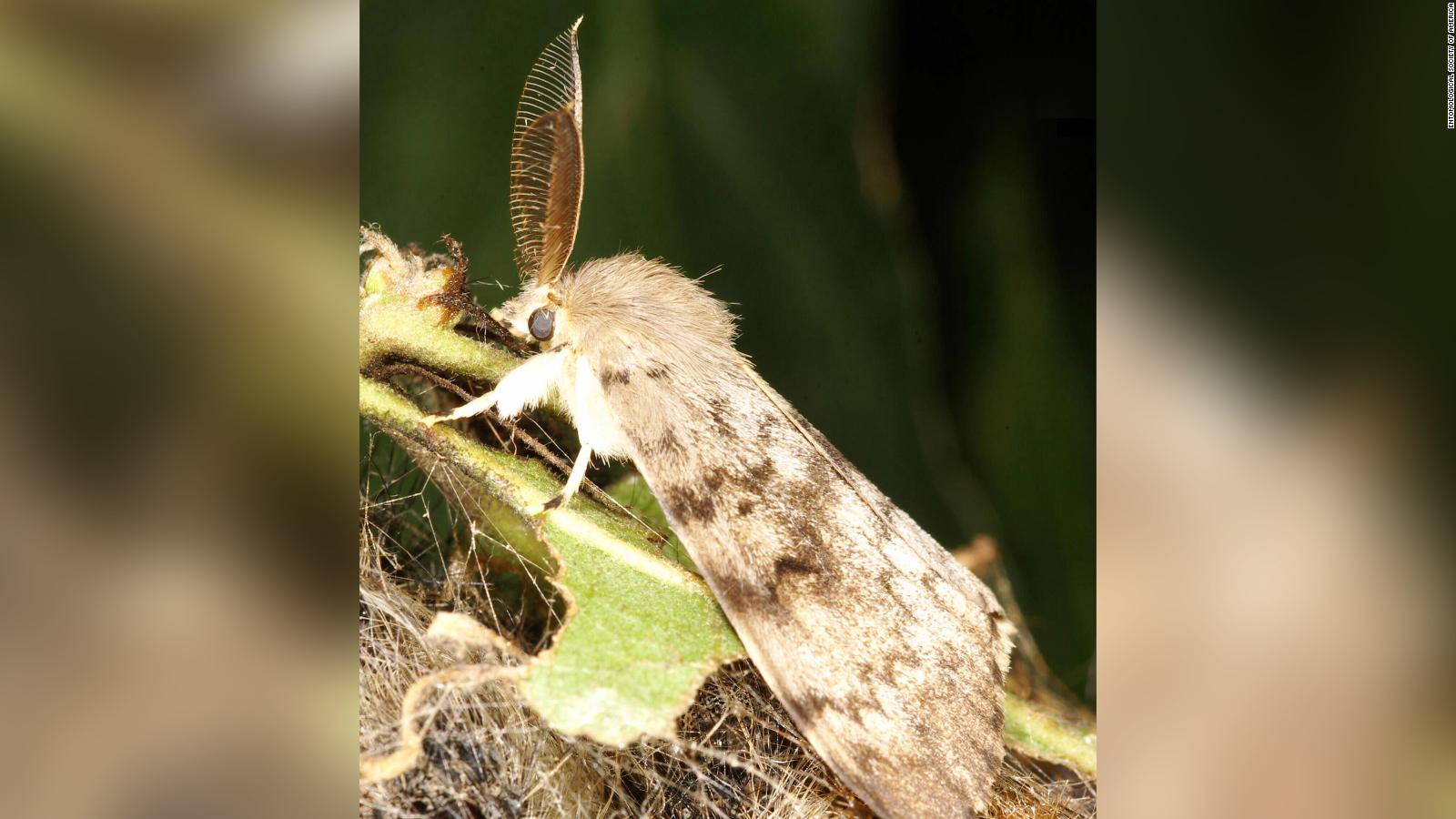 'Spongy moth' The new name for invasive gypsy moths CNN