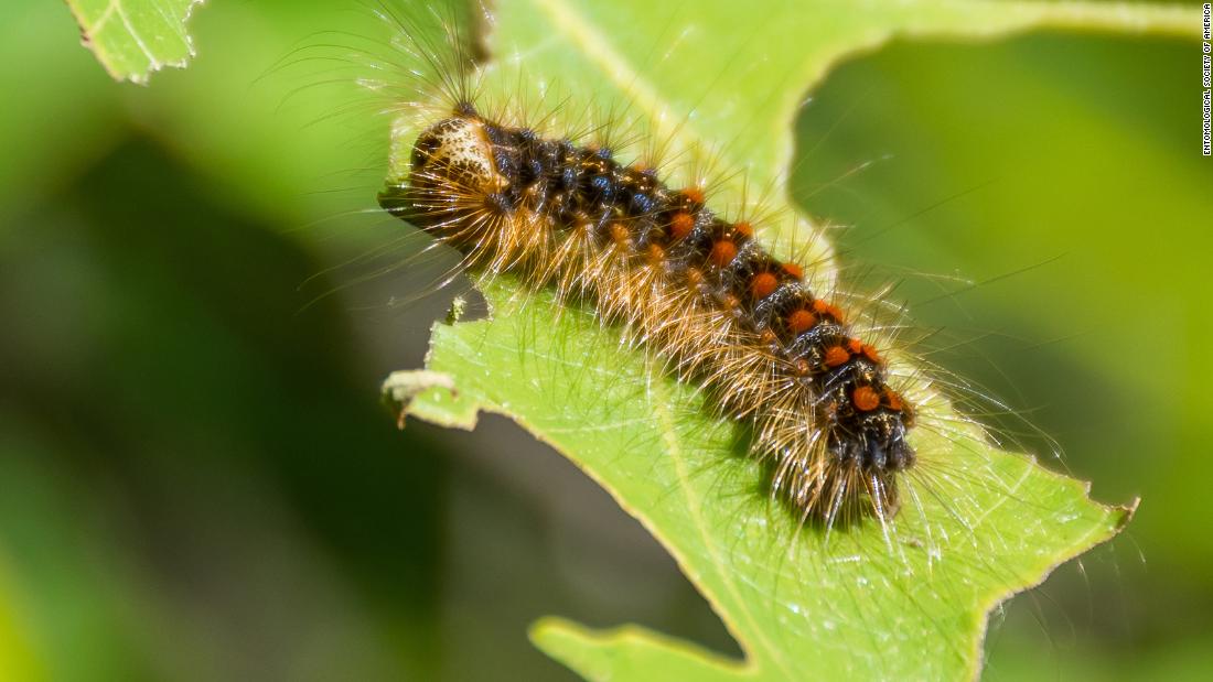 'Spongy moth': The new name for invasive gypsy moths - CNN