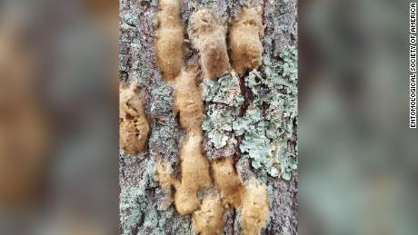 Spongy moth egg masses cluster on tree bark. 