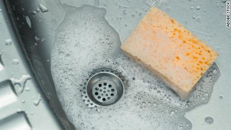 A sponge is the perfect environment to host various types of bacteria, study says