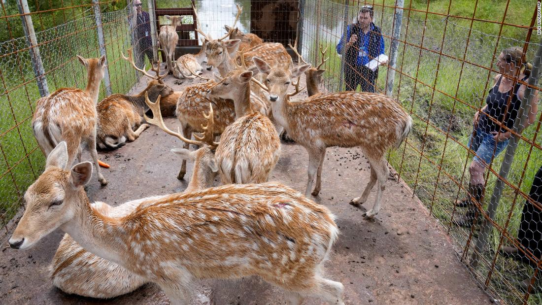 Deer are kept in an enclosure as they are transferred away from flooded farmlands on the outskirts of Sydney on March 3.