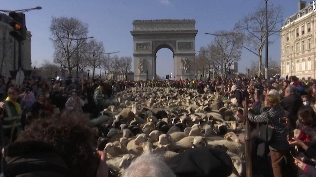 Video: Sheep march down famous avenue in Paris – CNN Video