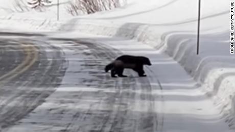 Rare wolverine sighting in Yellowstone was captured on video