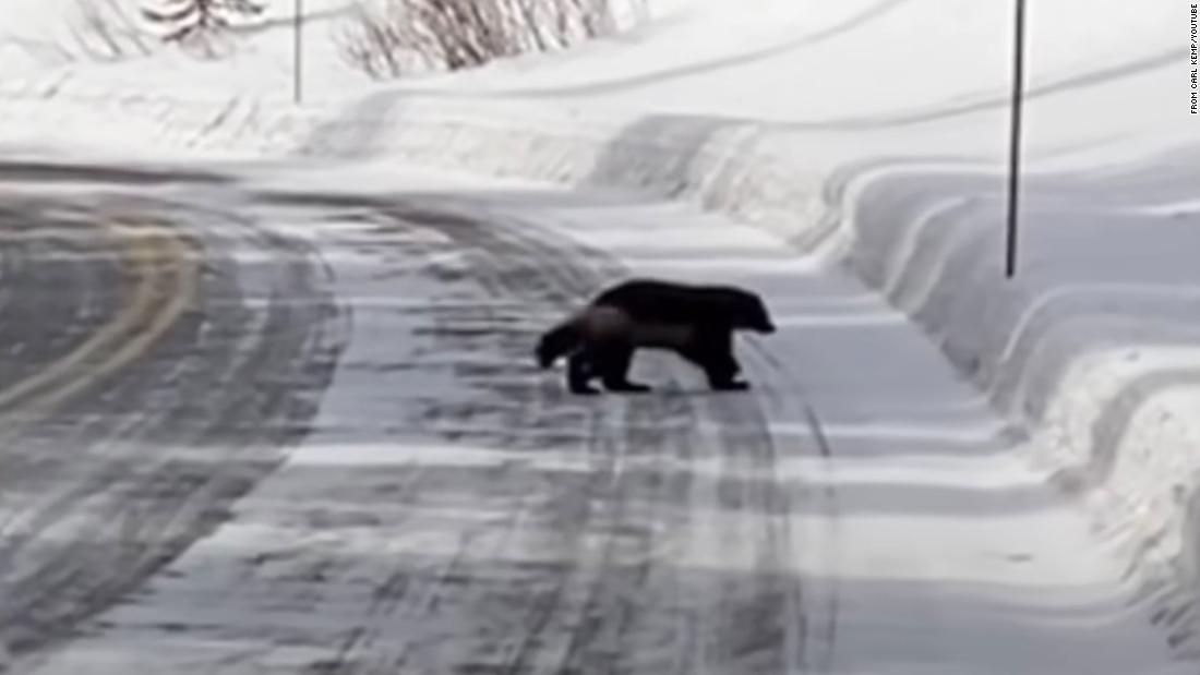 Rare wolverine sighting in Yellowstone was captured on video
